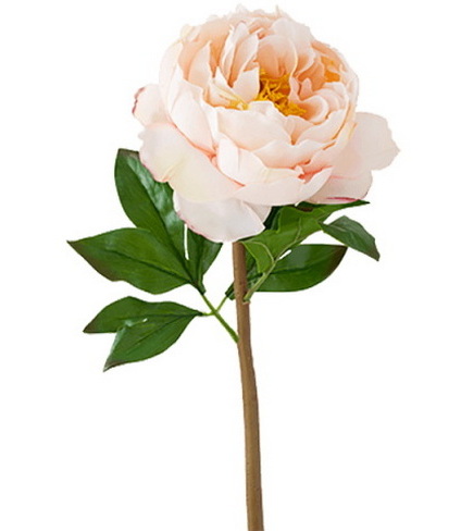 شاخه گل پیونی